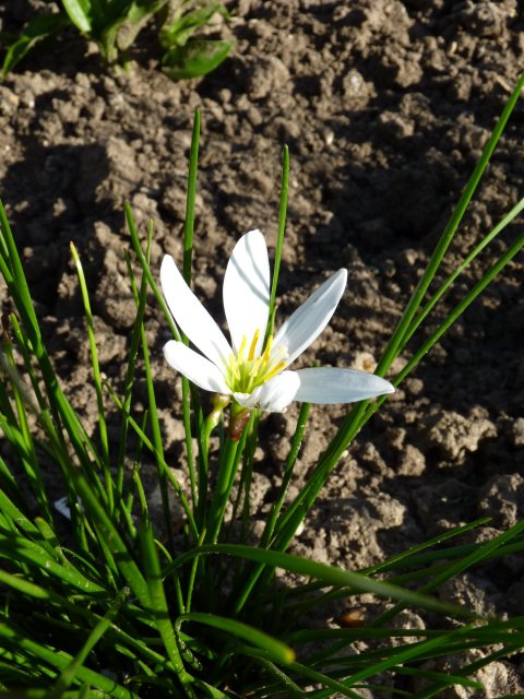 Zephyranthes candida fleur